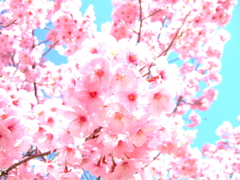 More Pink 