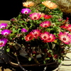 flower pot
