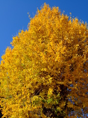 黄金樹