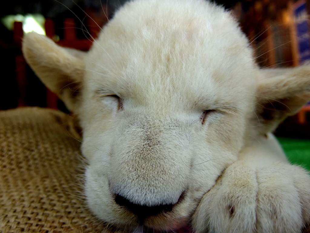 ZZZ…