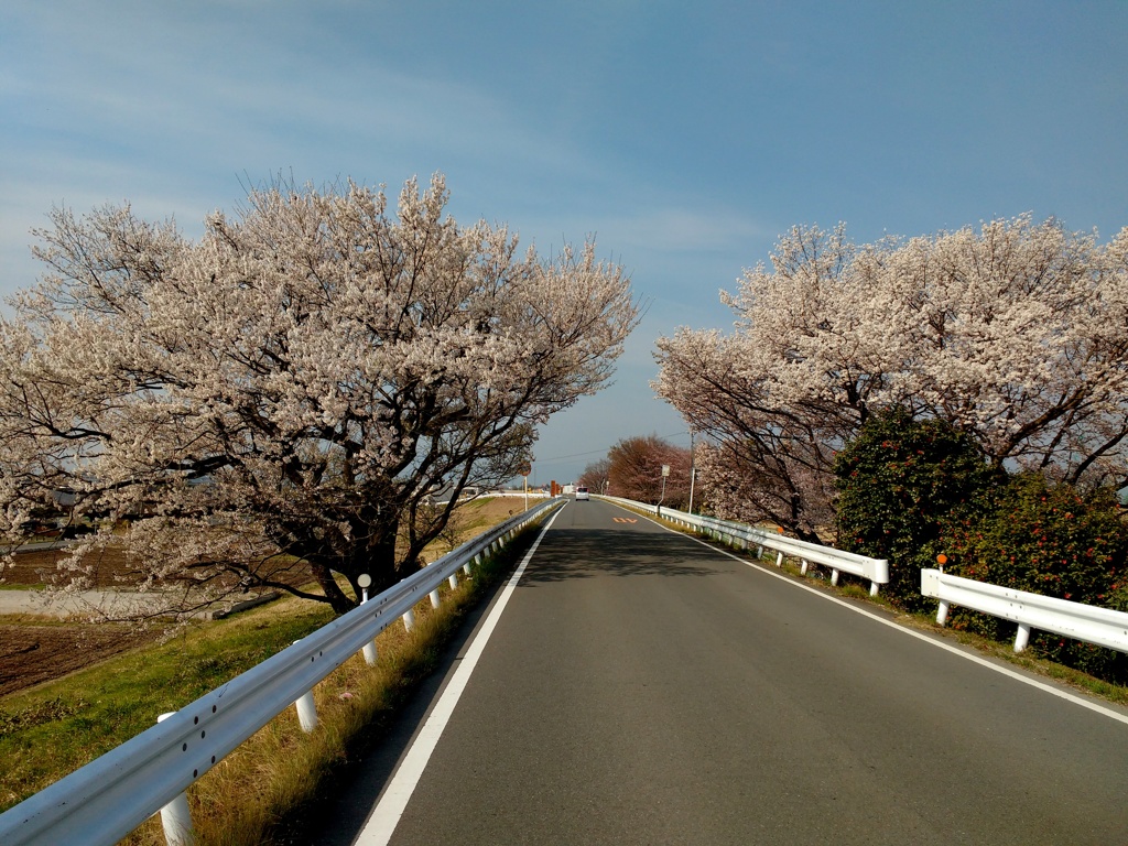 Sakura Gate