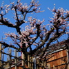 ume blossom in kawaramachi