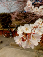 主役は桜！