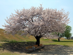 大樹