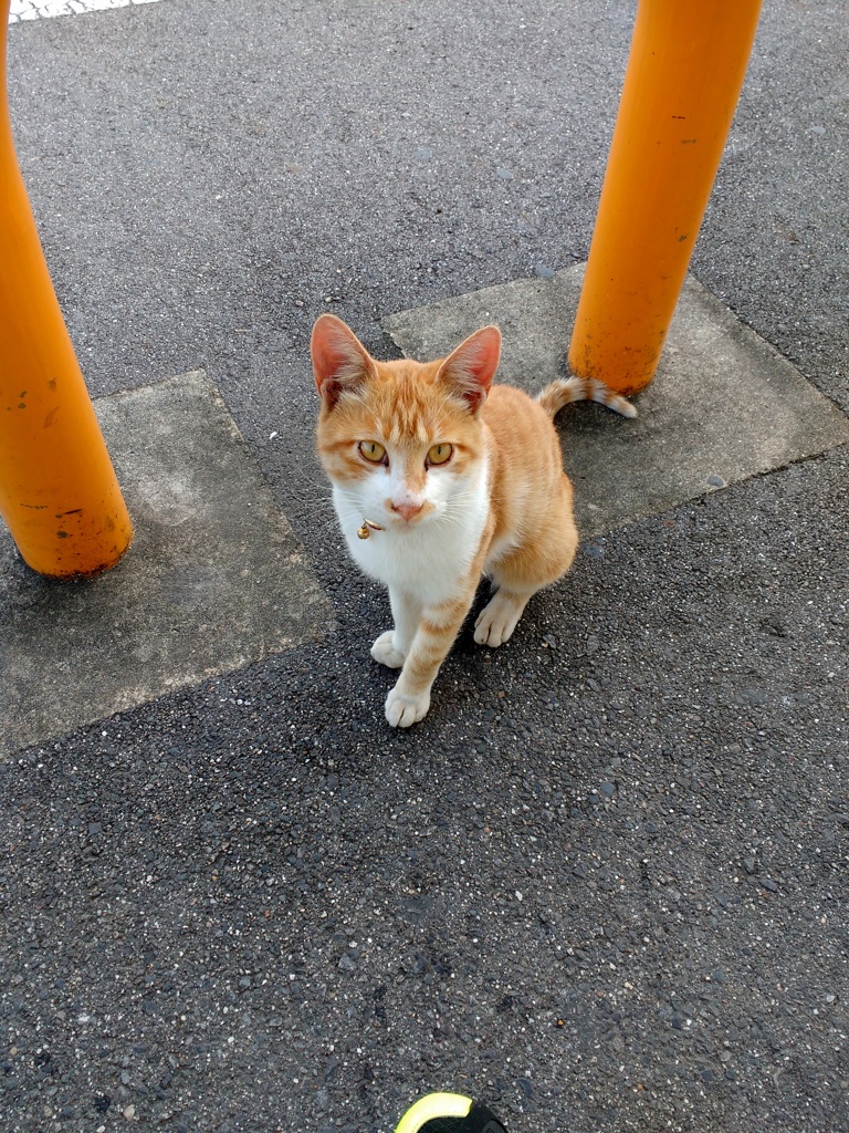 なんかちょ～だい♪