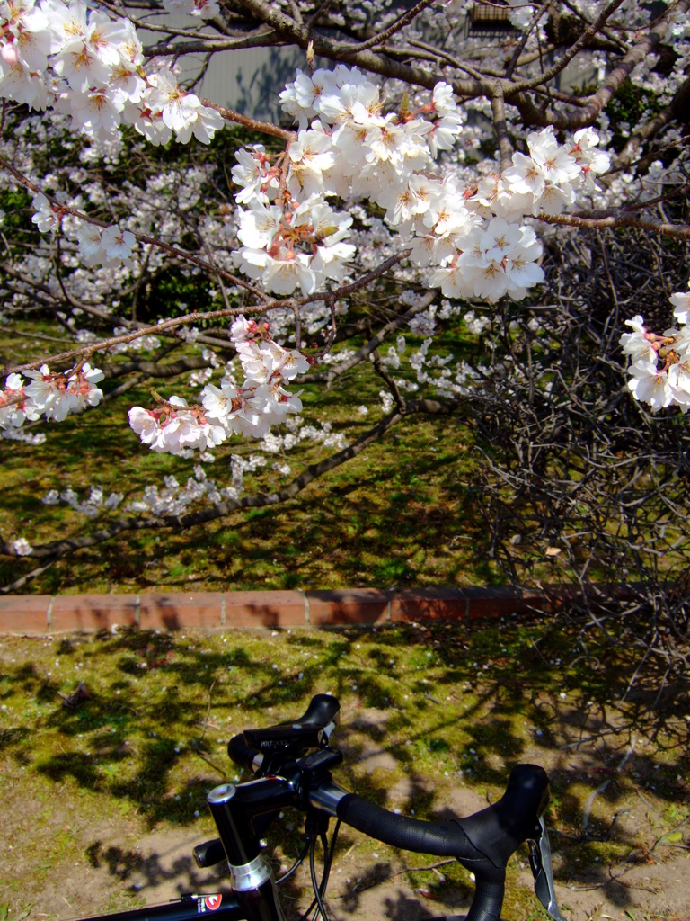 2016 初桜①