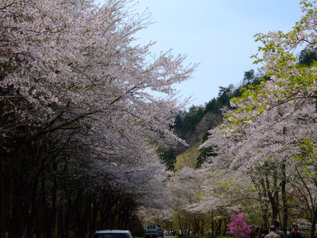 寺尾ヶ原千本桜公園②