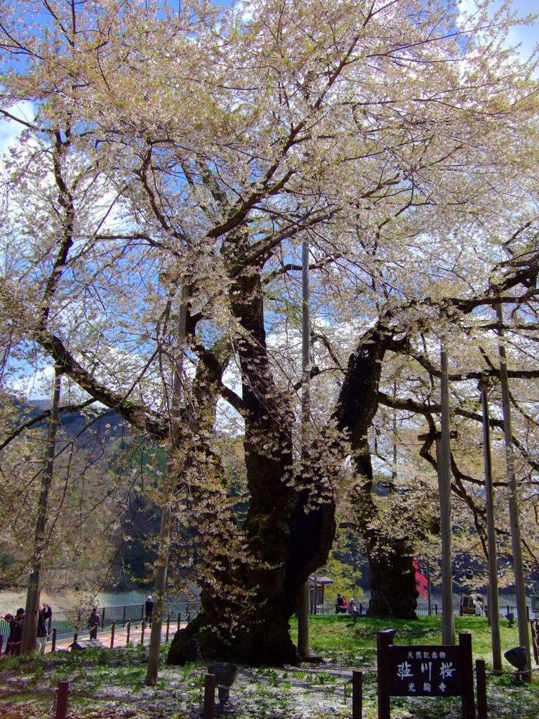 荘川桜(光輪寺)