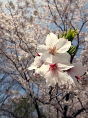 新緑の息吹