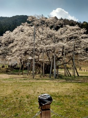 淡墨桜にヘルメットを添えて…