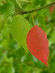 紅一点