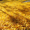 Golden Carpet