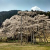 淡墨桜2017