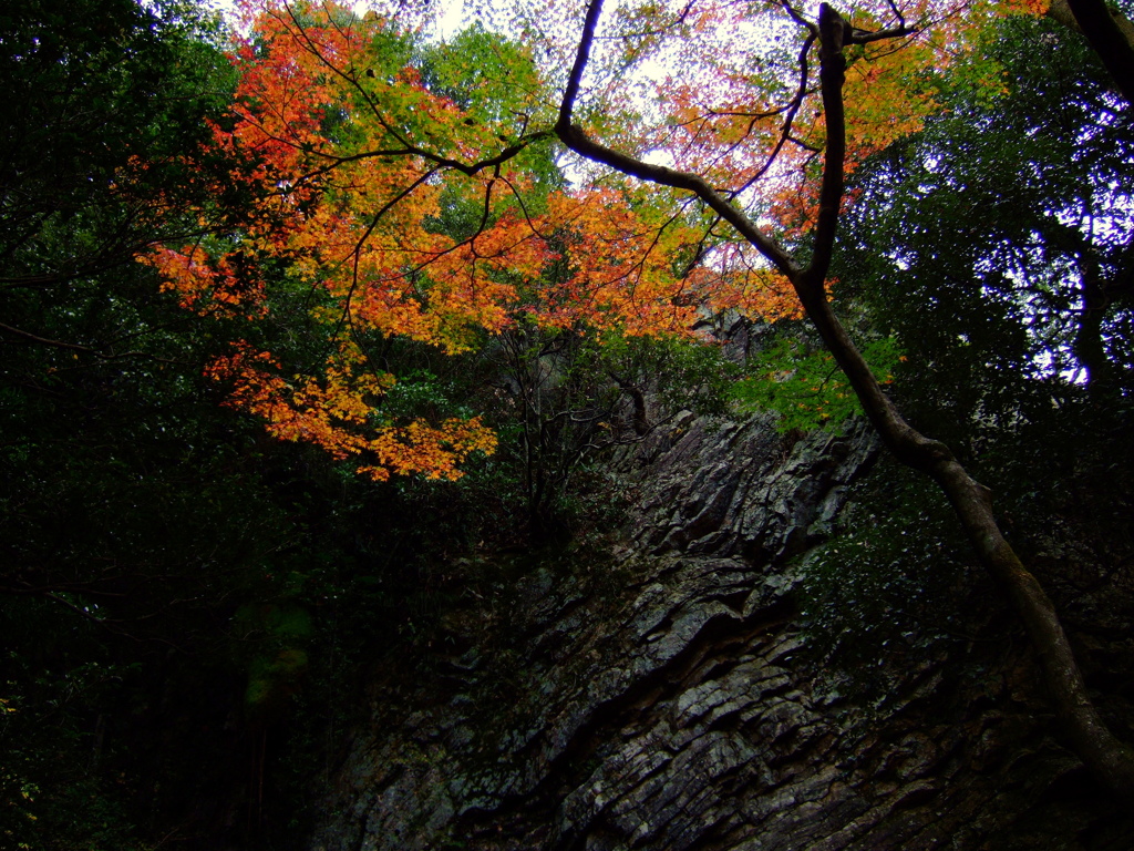 岩肌の彩り