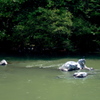White Lion with Cormorant