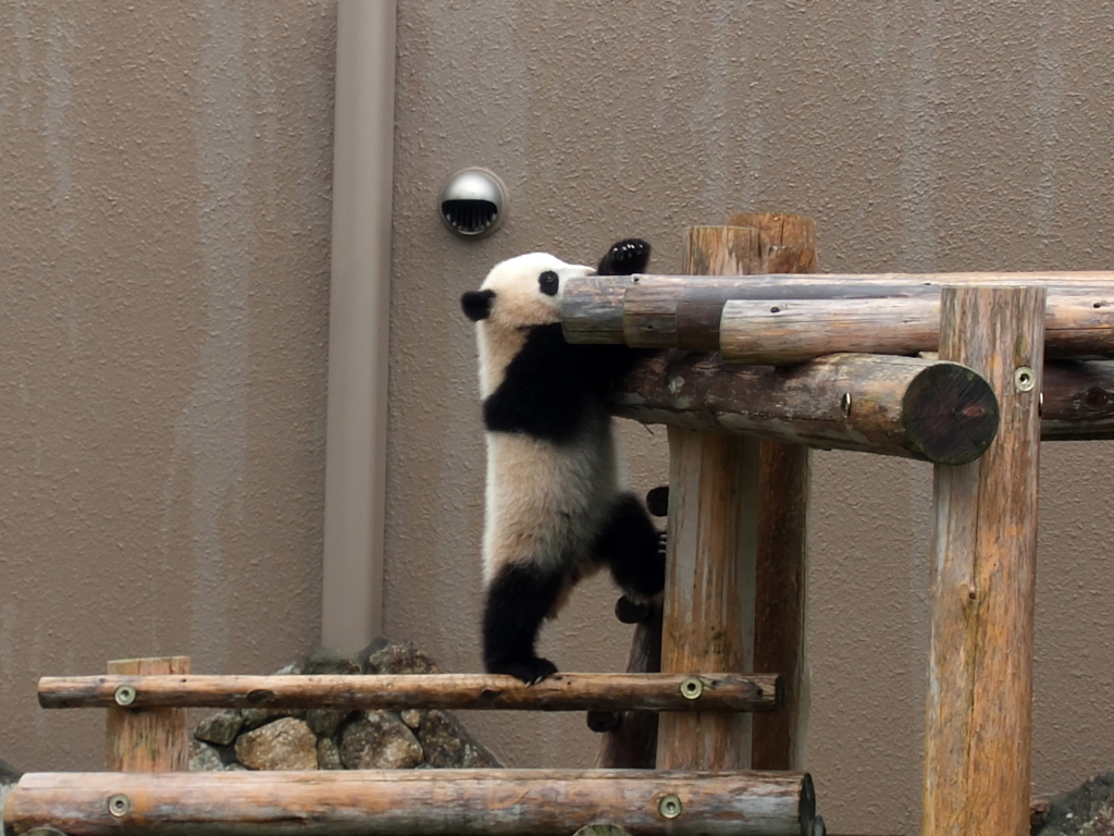 子大熊猫之冒険2