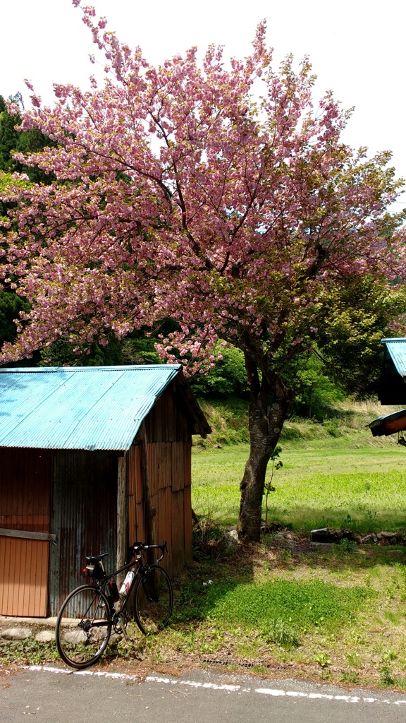 峠のヤエザクラ