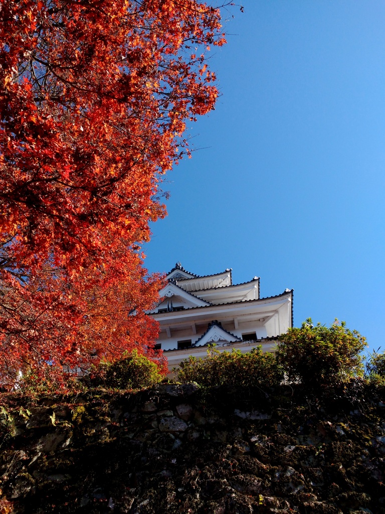 晩秋の郡上八幡城