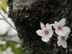 Tiny（Flower＆Bug）