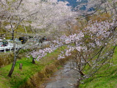 寺尾ヶ原千本桜公園①