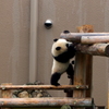 子大熊猫之冒険1