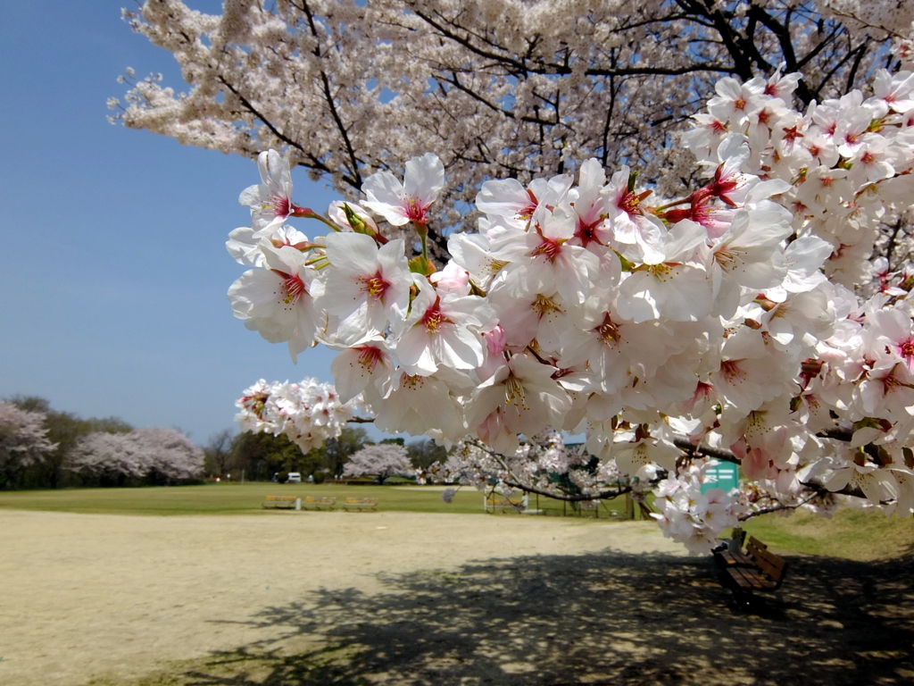 春のグラウンド