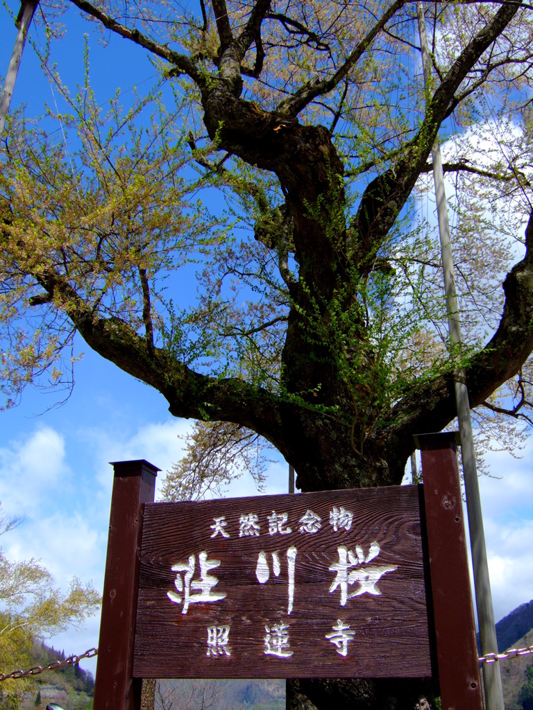 荘川桜(照蓮寺)
