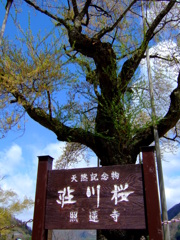 荘川桜(照蓮寺)