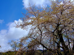 荘川桜