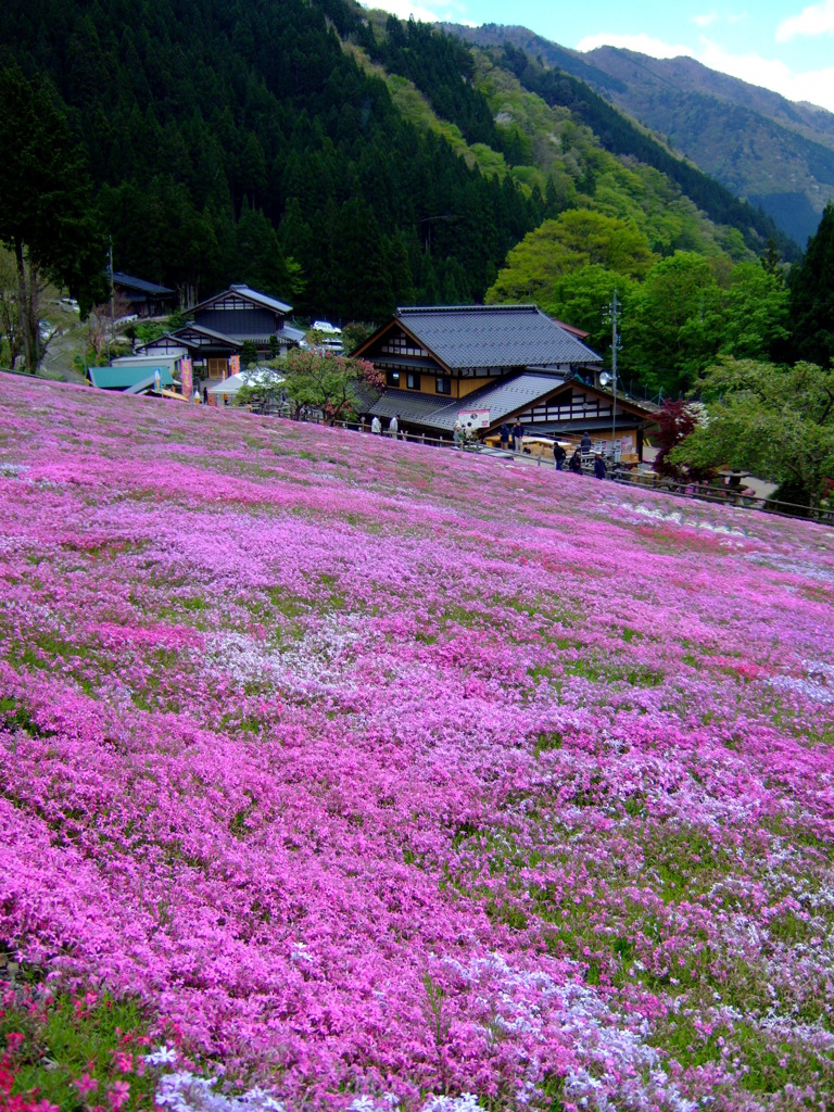 Pink Carpet