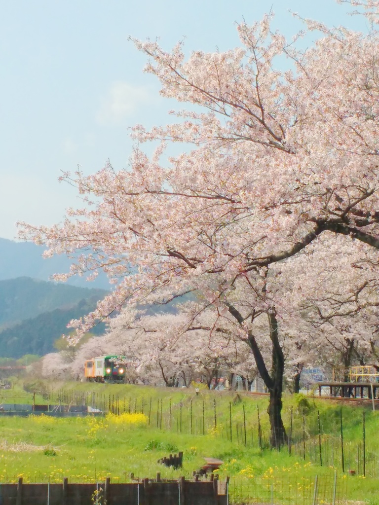 桜列車