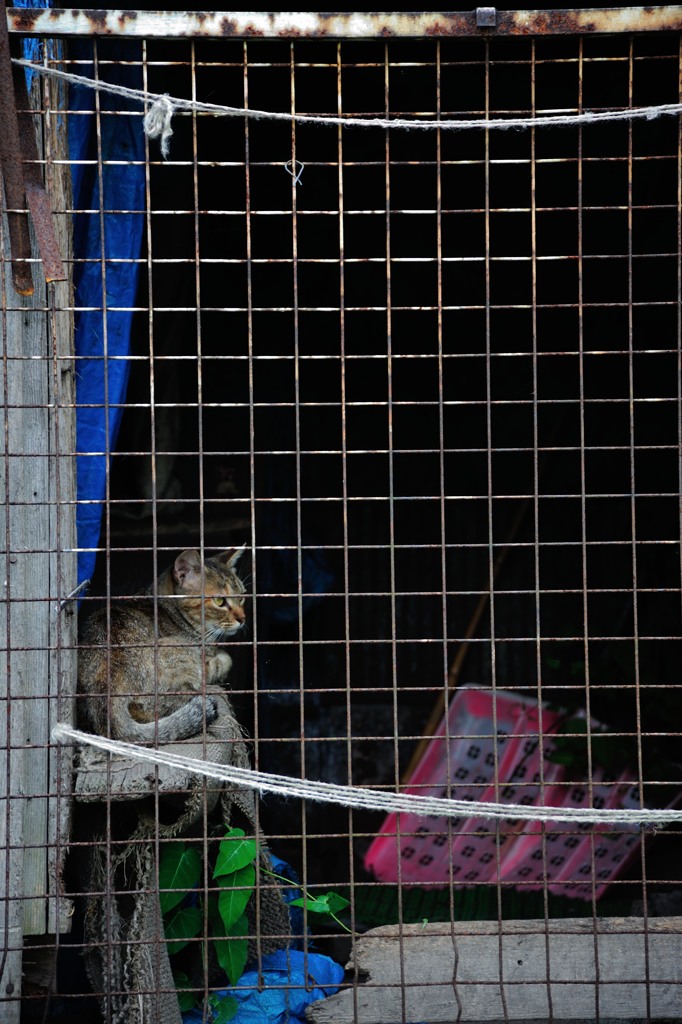 網の中の我路猫