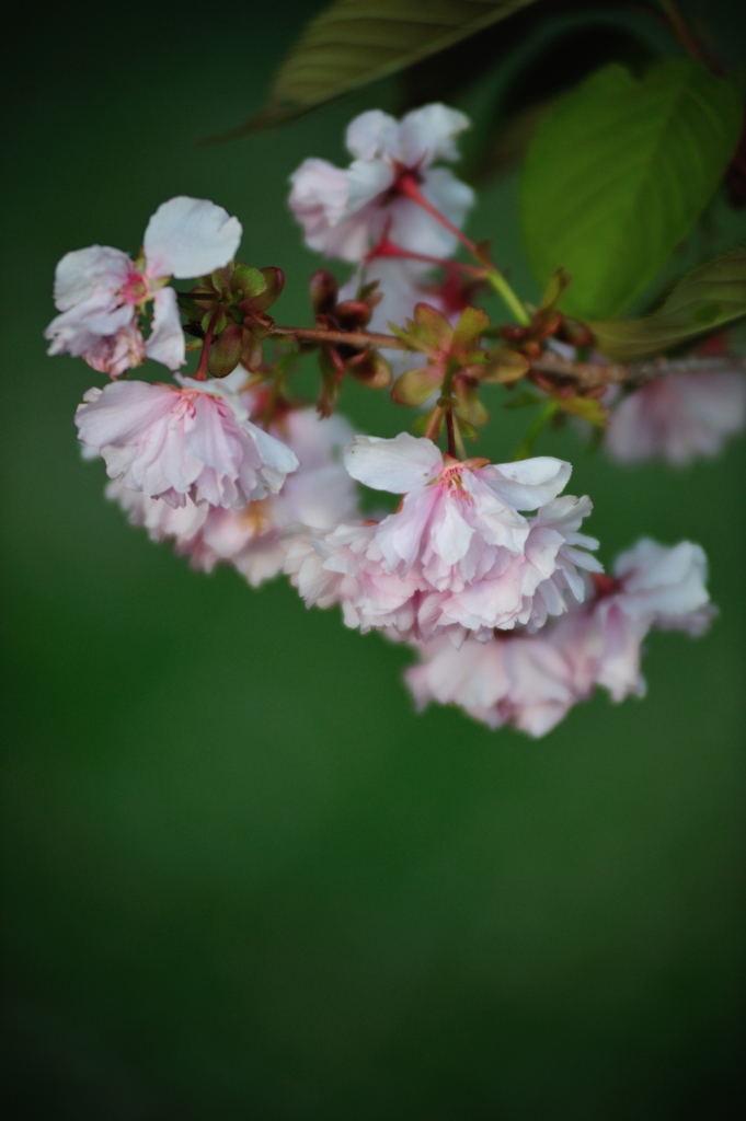 八重桜