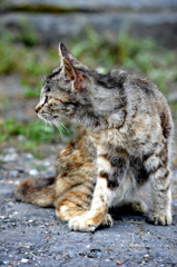 我路の猫は焼きズリ色の模様ができるようだ