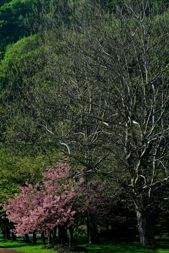 八重桜