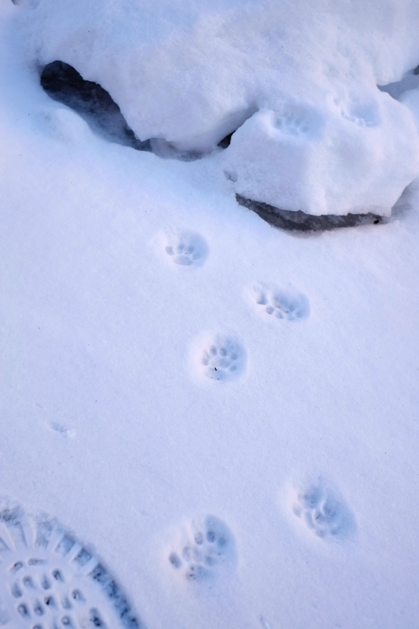 我路猫の気配