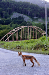 奥鹿島の住人（キツネ）