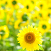 今週のヒマワリ
