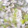 体育館の横の桜＃02