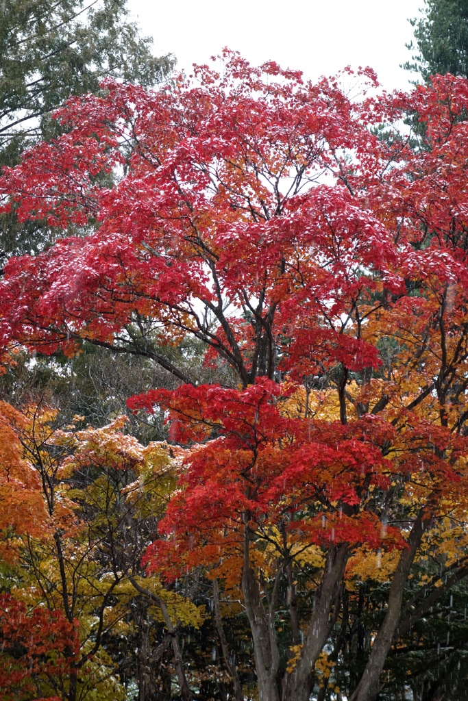 紅葉に降る雪