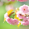 今日のテーマはヤエザクラ＃01