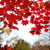紅葉