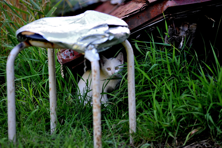 我路猫