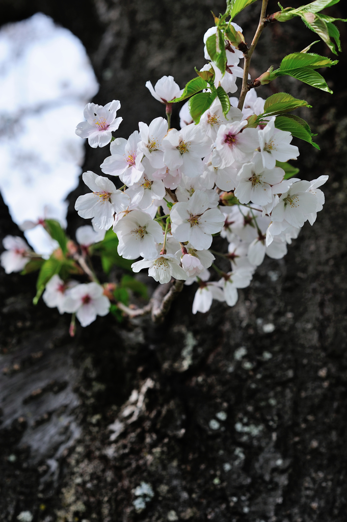 桜