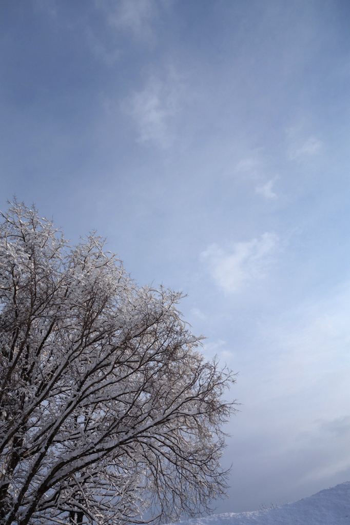 冬の空
