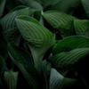 群れ
