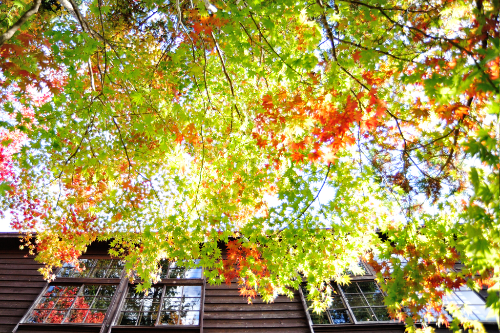 木造校舎と紅葉