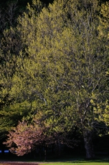 アルテピアッツァの桜の樹
