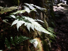 箱根裏道
