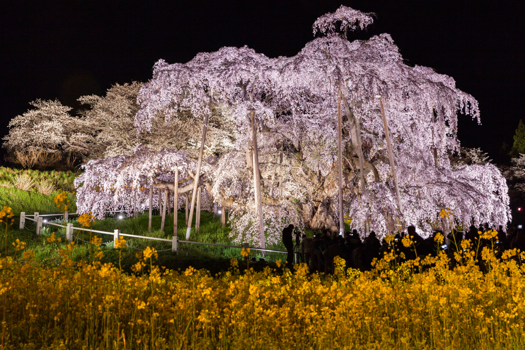 煌めく滝桜